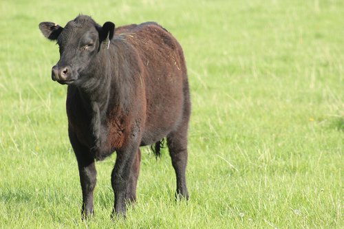 mammal  grass  cattle