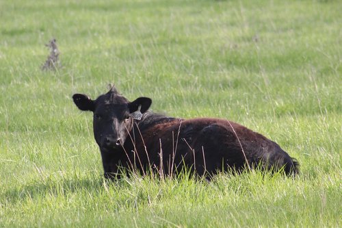 mammal  grass  hayfield