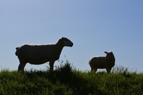 mammal  animal  grass