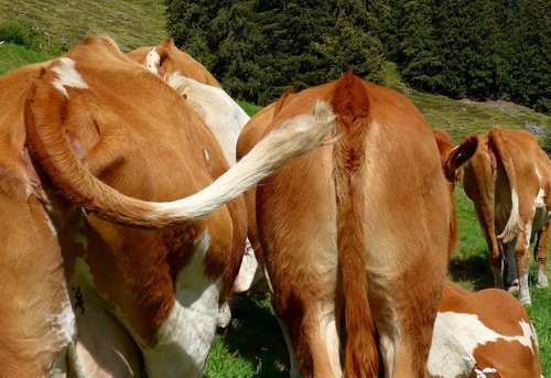 mammal  cow  graze