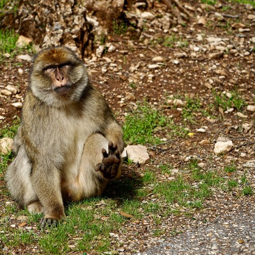 mammal  fauna  monkey