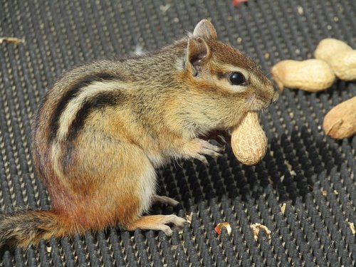 mammal  rodent  chipmunk