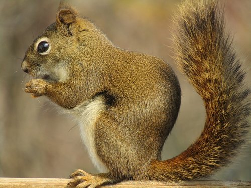 mammal  squirrel  animal