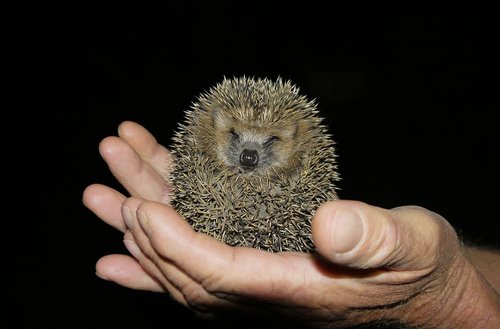 mammal  hedgehog  nature