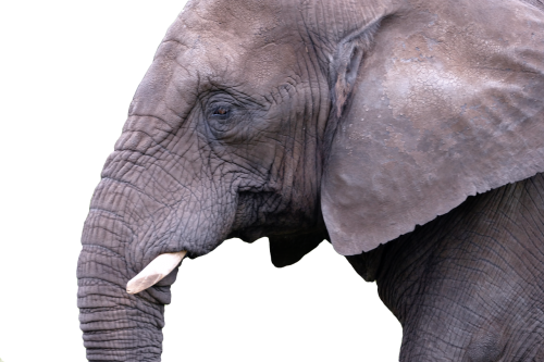 mammal elephant nature