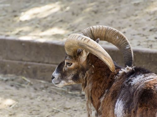 mammals mouflon zoo