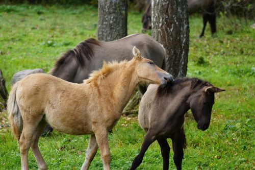 mammals pasture land animals