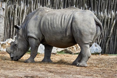 mammals rhinos wildlife