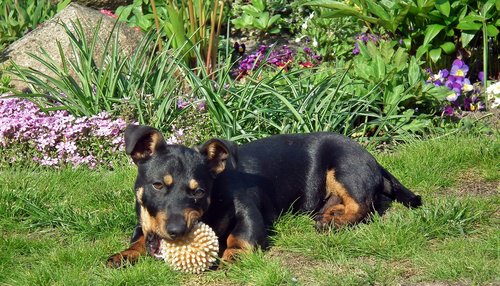 mammals  dog house  animals