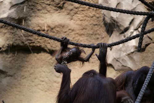 mammals  orang-utan  ape