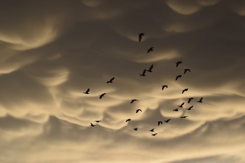 mammatus clouds  birds  migratory