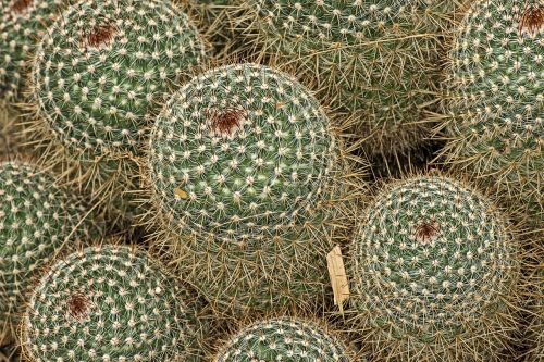 mammilaria spinossisima cactus botanical