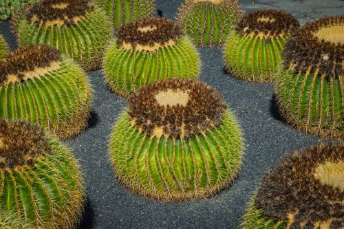 mammillaria cactus cactus greenhouse