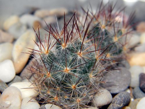 mammillaria cactus scratchy