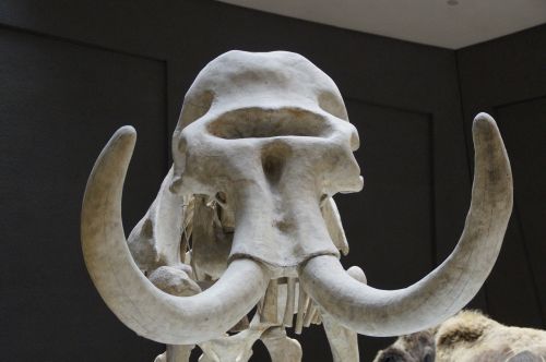 mammoth skeleton skull