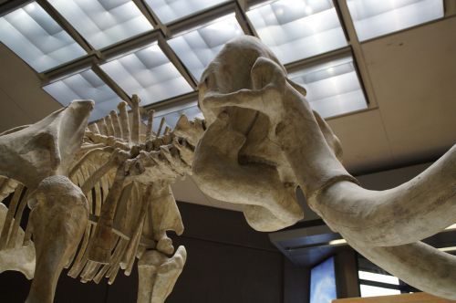 mammoth skeleton museum