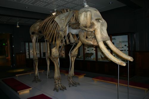 mammoth woolly mammoth extinct