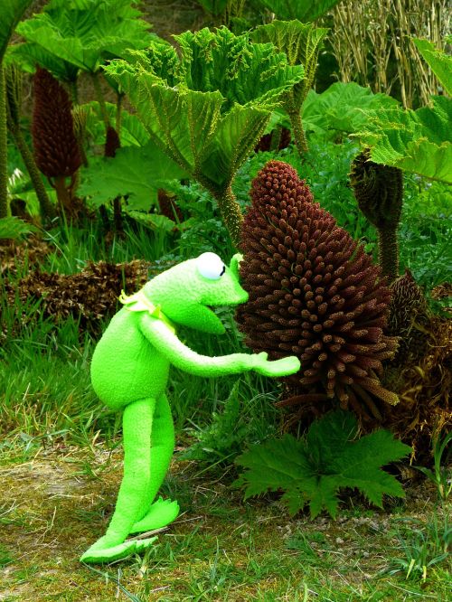 mammoth sheet gunnera manicata blossom