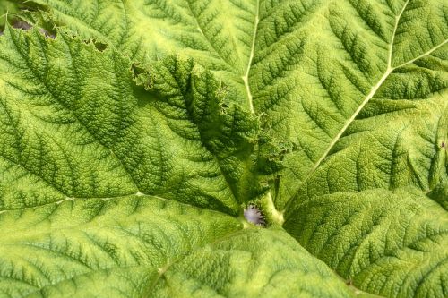 mammoth sheet leaf green
