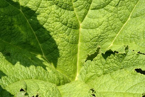 mammoth sheet  leaf  green