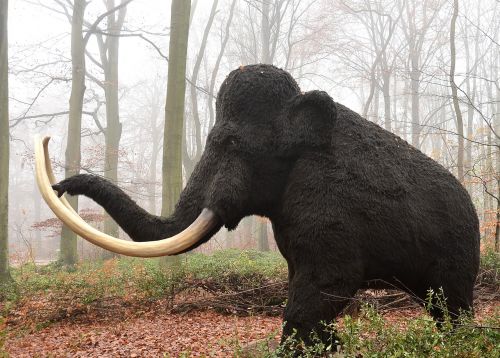 mamut mammal extinct