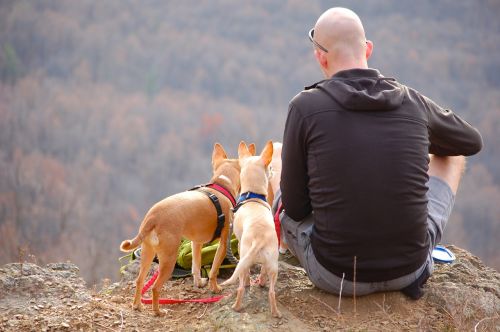 man dogs hiking
