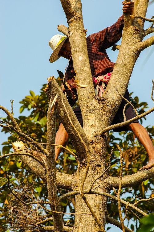 man tree climb