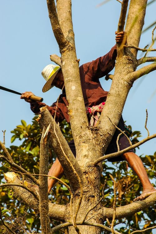 man tree climb