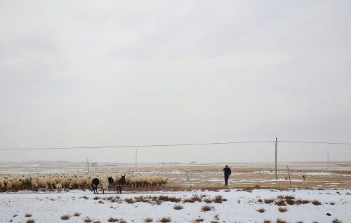 man sheep shepherd