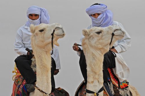 man and animal white camels pride