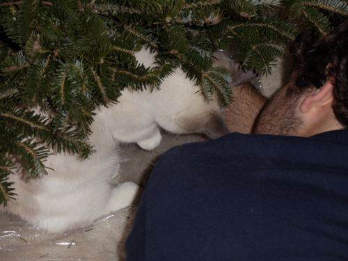 Man &amp; Cat With Christmas Tree