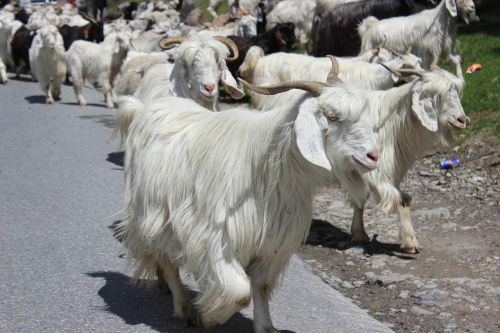 manali himachal goat