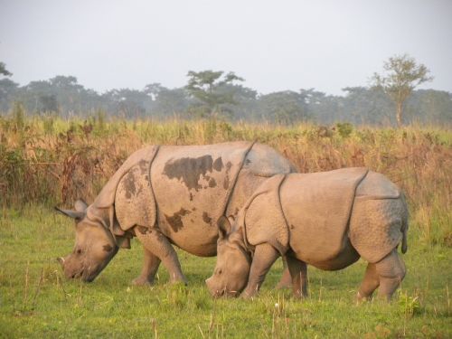 manas rhino manas national park assam