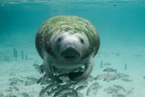 manatee underwater sea