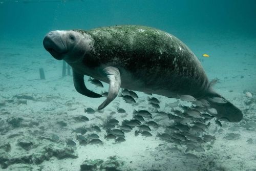 manatee mammal underwater