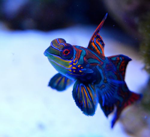 mandarin reef fish