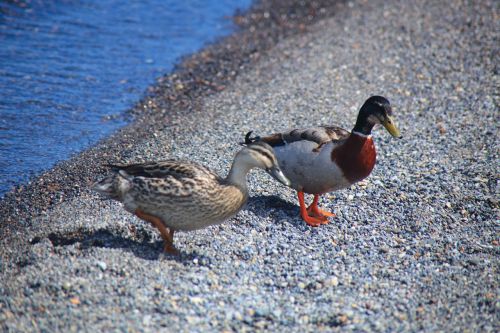 mandarin ducks lake