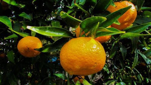 mandarin fruit tangerine