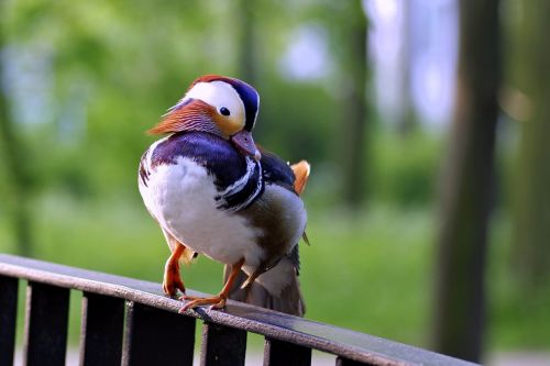 mandarin bird duck