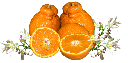 mandarin  fruit  blossom