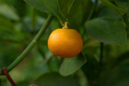 mandarin  fruit  tree