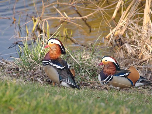 mandarin  duck  bird