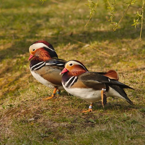 mandarin  duck  bird