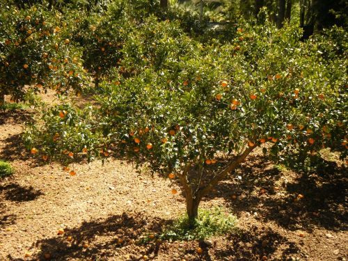 mandarin field the cultivation of