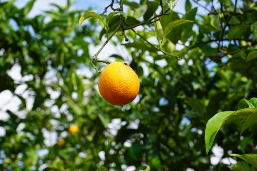 mandarin tree citrus fruits