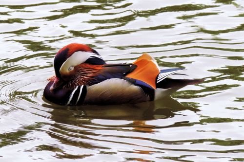 mandarin ducks duck water