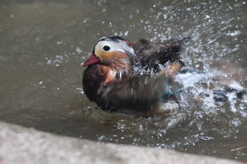 mandarin duck duck bird waterfowl