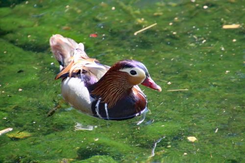 mandarin duck bird waterfowl