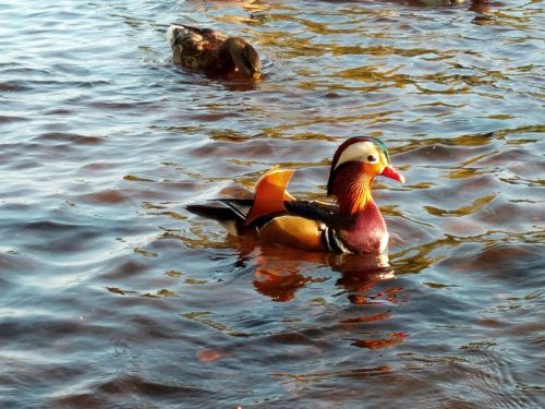 mandarin duck waterfowl colorful