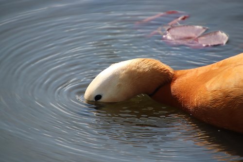 mandarin duck  neck  round in the water